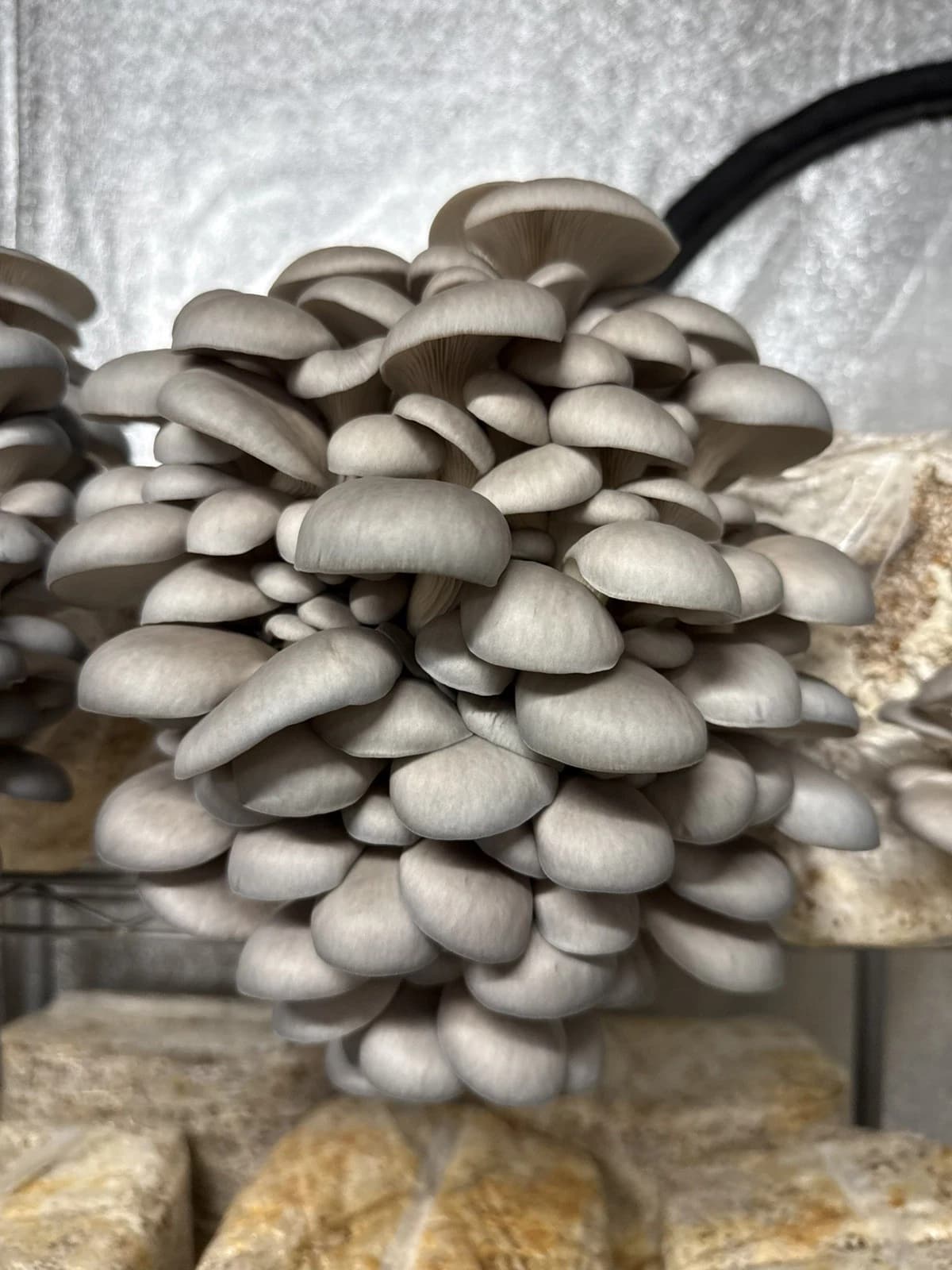 Premium Blue Oyster Mushroom Colonized Grain Spawn