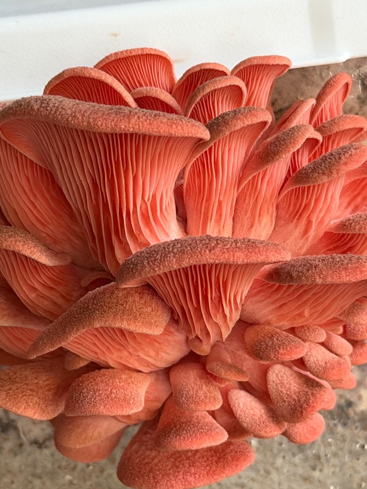 Premium Pink Oyster Mushroom Grain Spawn (Fully Colonized)