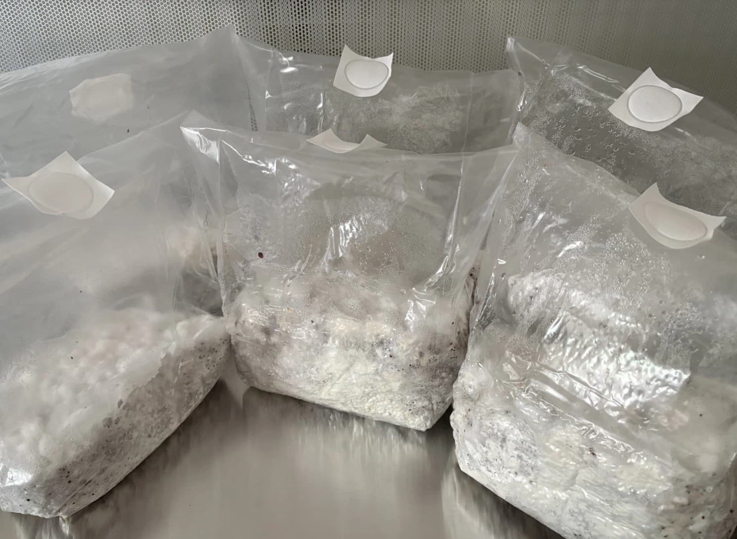 Premium Grey Oyster Mushroom Grain Spawn (Fully Colonized)
