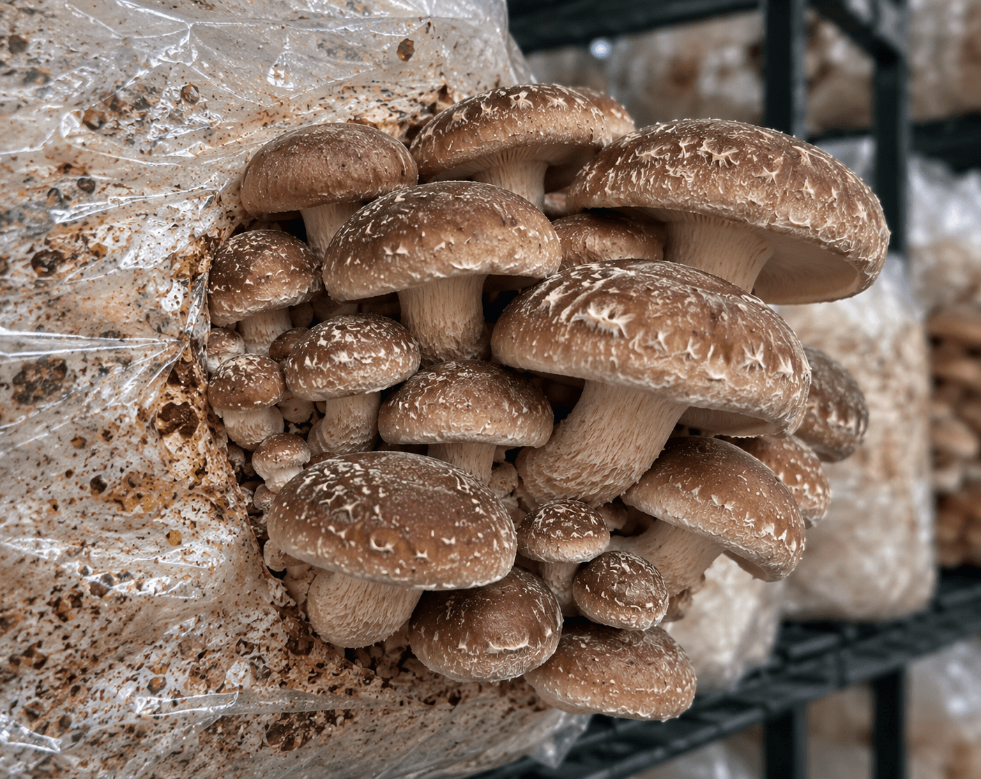 Shiitake